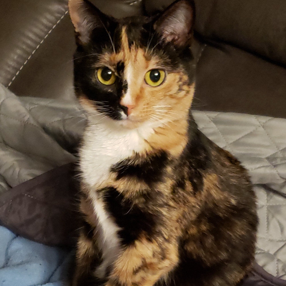 😻 Meet Your Posher's Cats! 😻 - Picture 7 of 16